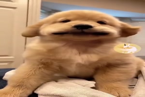 Lustige Hunde