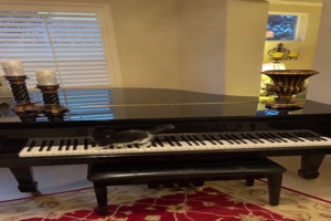 Ktzchen auf dem Klavier