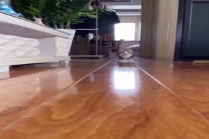 Man k�nnte meinen ein Pferdchen kommt