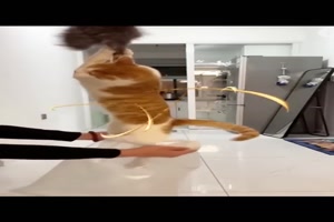 Lustige Katzen