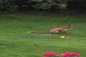 Lustiger Fuchs