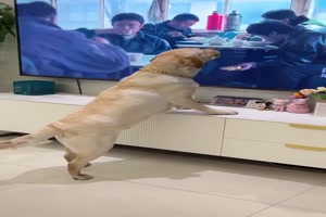 Hund ist verwirrt