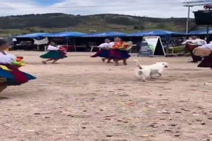 Hund tanzt mit