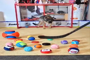 Hund kann sich konzentrieren