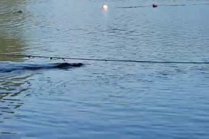 Da ist pl�tzlich ein Krokodil im See