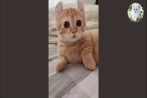 Spa mit Katzen