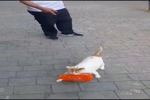 Katze hat Futter geklaut