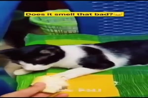 Lustige Katzen