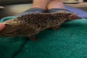 Lustiger Igel