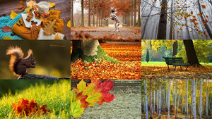 klicke hier, um die Datei herunterzuladen Herbst 33