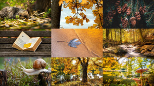 klicke hier, um die Datei herunterzuladen Herbst 31