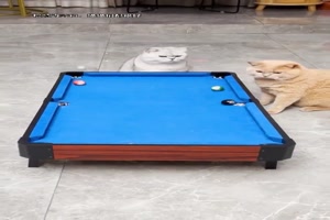 Katzen-Billard