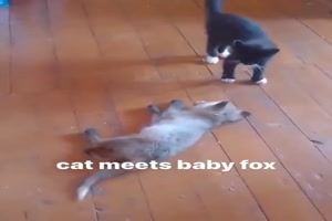 Katze trifft Baby-Fuchs
