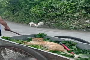 Gechillte Katze