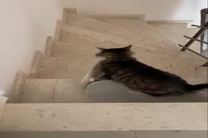 Katze will das mitnehmen