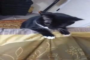 Katze mag die Musik