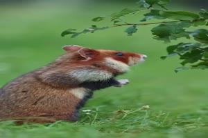 Lustiger Hamster