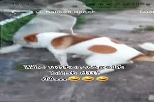 Hunde eben