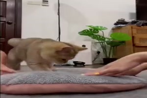 Das gefllt der Katze