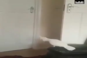 Der Vogel ist klasse
