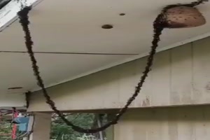 Riesige Ameisenstra�e