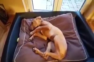 Er will nicht aufstehen