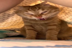 Catcula