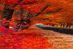HERBST2