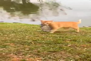 Hunde und Katzen