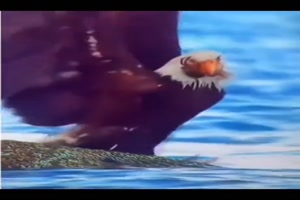 Adler und Krabbe