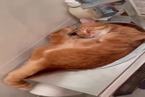So sind die Katzen