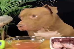 Hund ist wohl Vegetarier