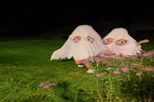 Halloween-Gruselgestalten