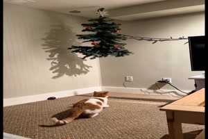 Katze und Weihnachtsbaum