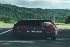 Tierischer Mitfahrer