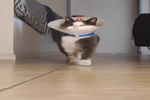 Lustiger Catwalk