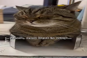 Lustiges Lied auf die Katze abgestimmt