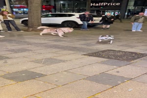 Lustiger Roboterhund