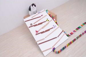 Katzen und Domino