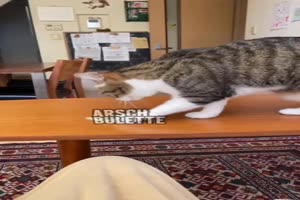 Typisch Katze