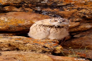 Witzige Tiere