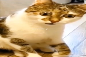 Da glotzen die Katzen bld aus der Wsche