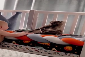 Katze will nicht gestreichelt werden