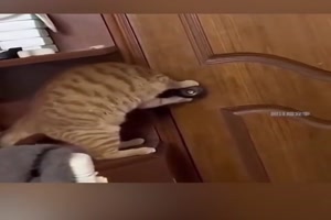 Katzen finden einen Weg