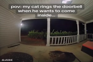 Katze klingelt, wenn sie rein will