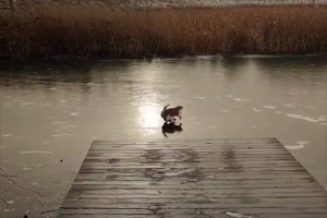Katze auf Glatteis