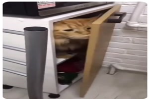 Katzen-Versteck