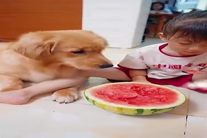 Hund verppelt