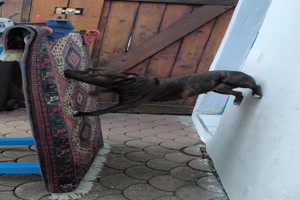 Hund macht einen super Parkours