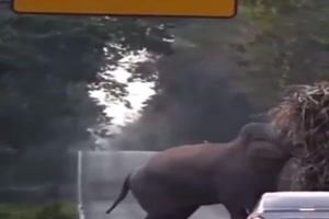 Elefant hlt Laster an und holt Futter
